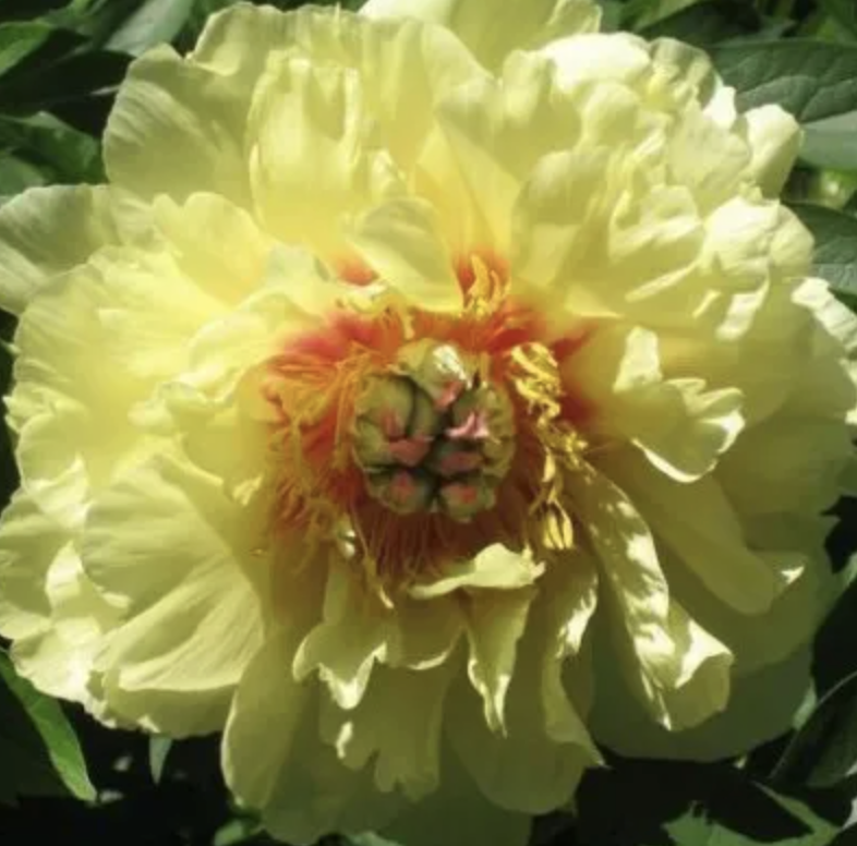 Пион древовидный Золото Поднебесной