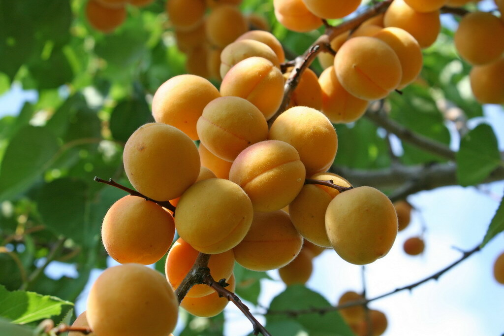 Абрикос <span style="font-weight: bold;">Варяг&nbsp;</span>(Prunus armeniaca Varyag)