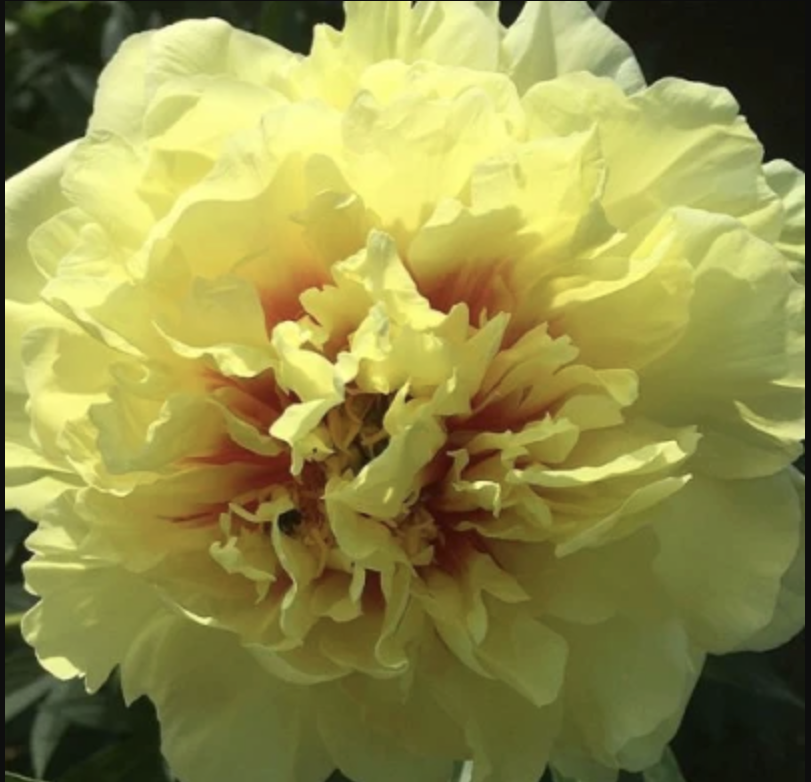 Пион древовидный Золотая Корона