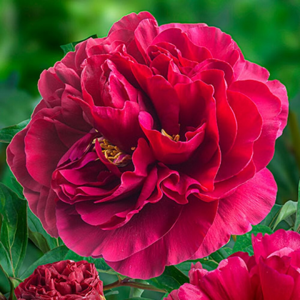 Пион Белгравия