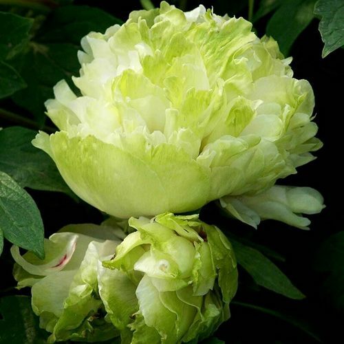 Пион древовидный Зелёный Шар