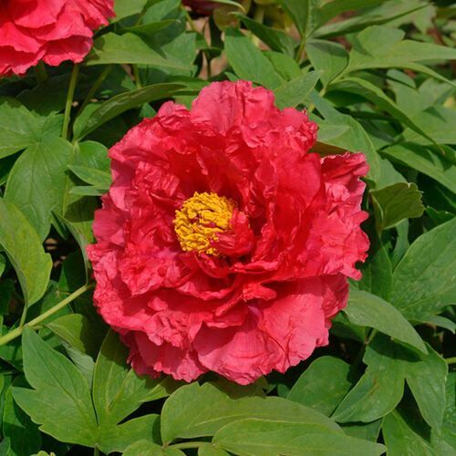 Пион древовидный Солнечный Свет