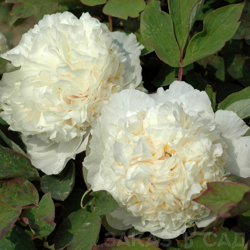 Пион древовидный Нежный Голос