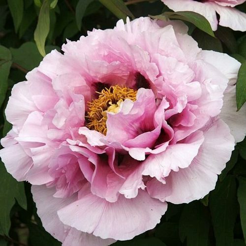 Пион древовидный Розовая Река