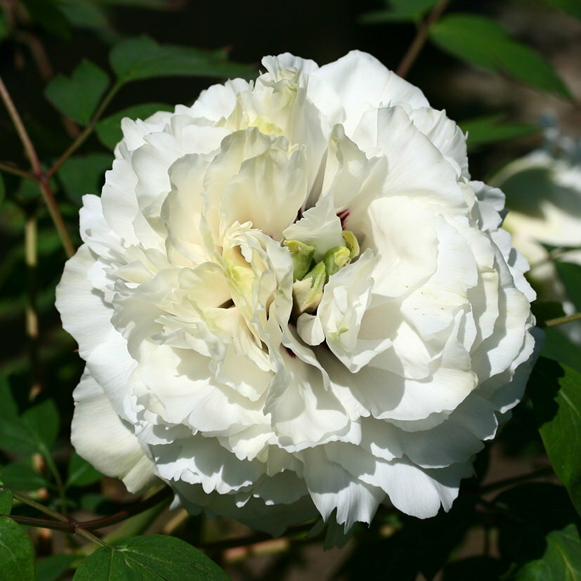 Пион рока Маленький Император