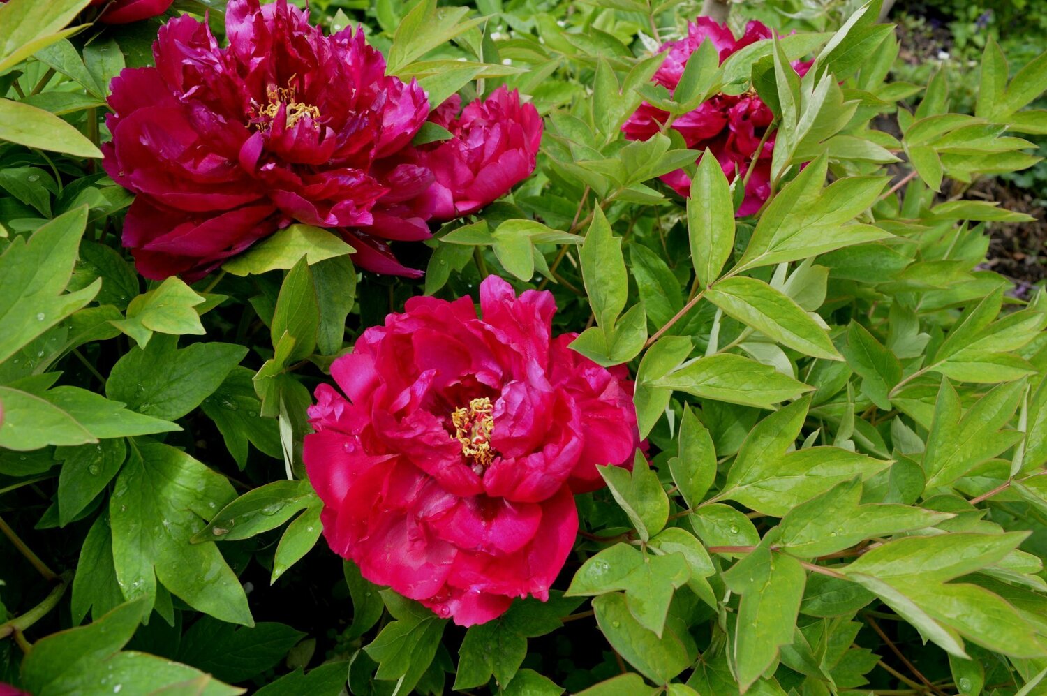 Пион древовидный Красный Гигант