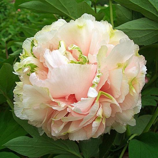 Пион древовидный&nbsp;Золотой Изумруд