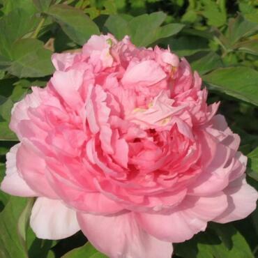 Пион древовидный Императорская Наложница