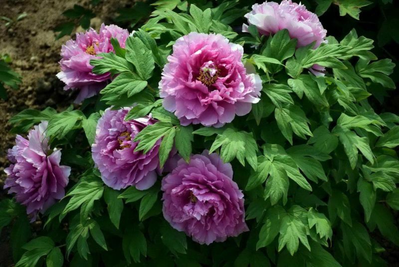 Пион древовидный Приносящий Изобилие