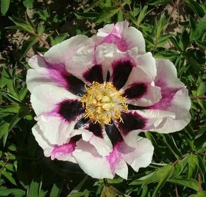 Пион рока Врата Храма