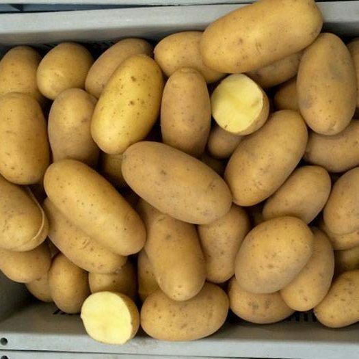 <span style="font-weight: bold;">Королева Анна&nbsp;</span>