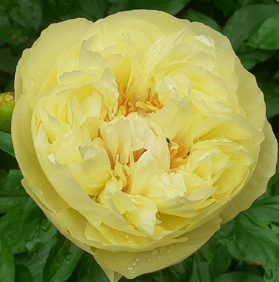 Пион Лемон Шифон