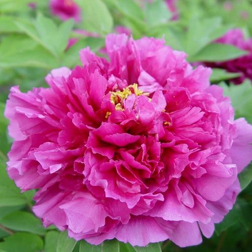 Пион древовидный Лиловая Фантазия