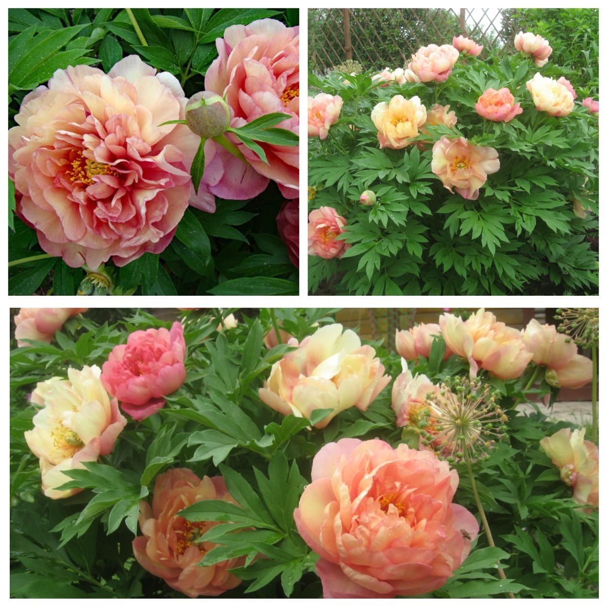 Пион <span style="font-weight: bold;">     Ито-гибрид&nbsp;</span>Мэджикал Мистери тур