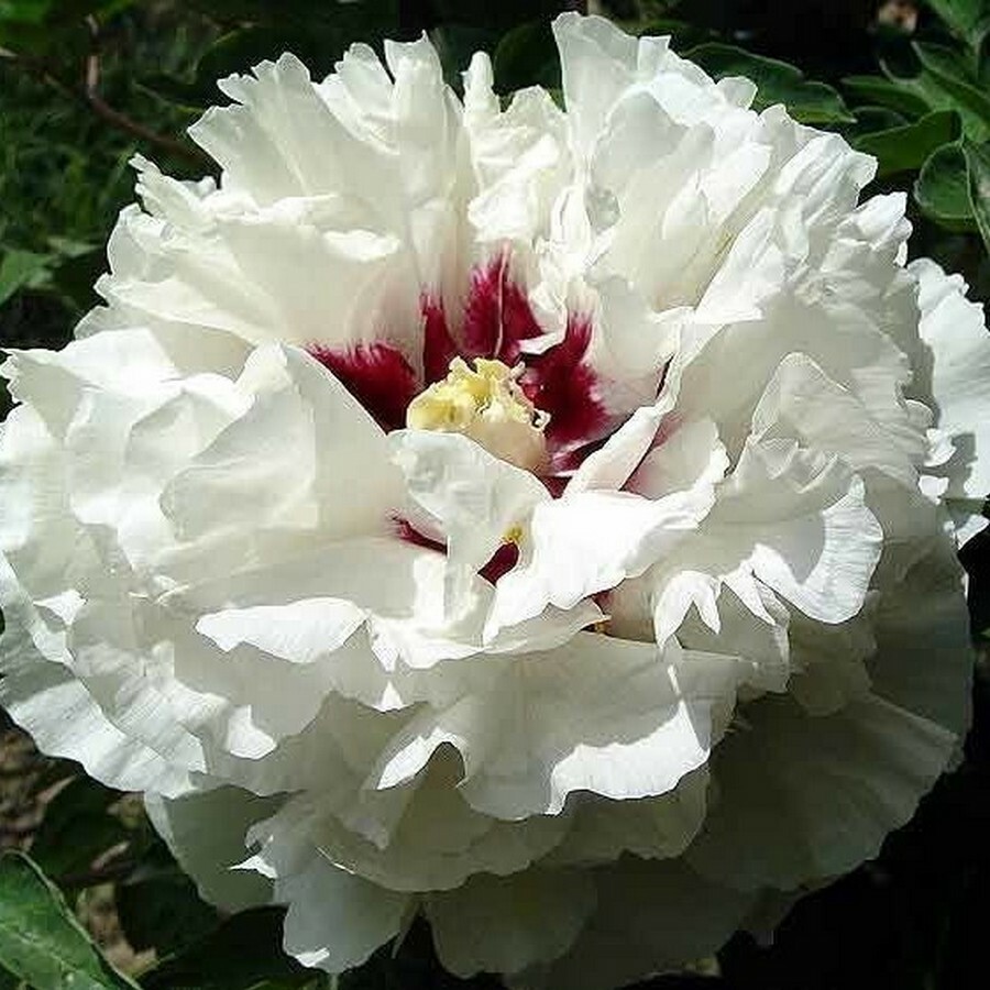 Пион рока шелковая вуаль