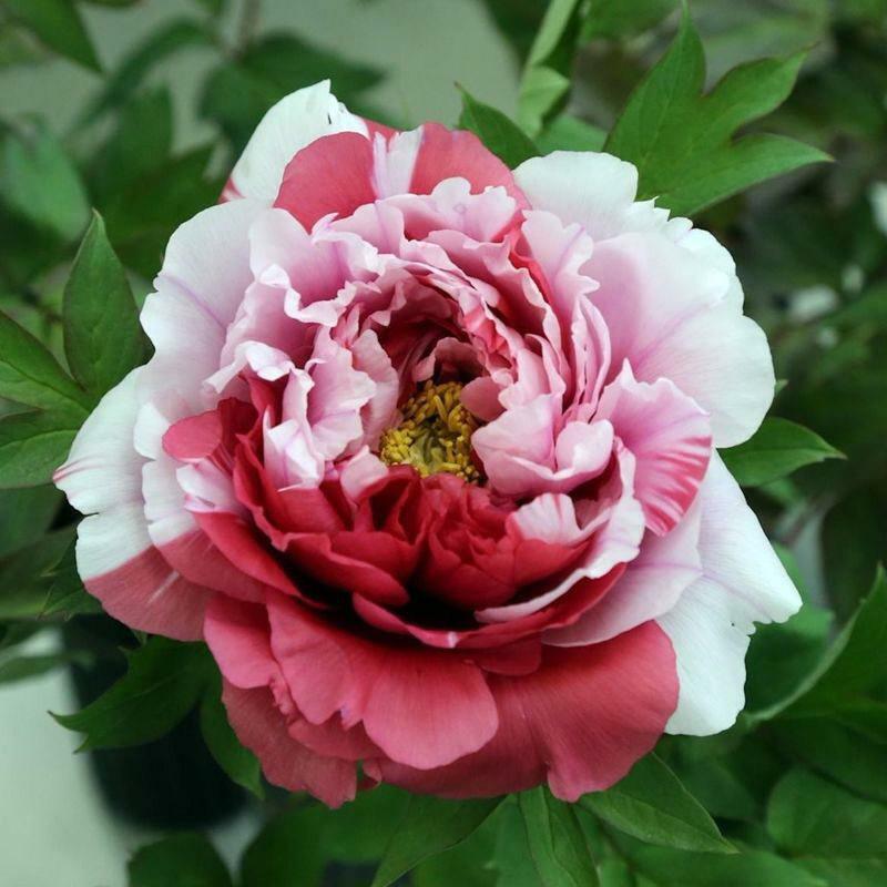 Пион древовидный Две Сестры