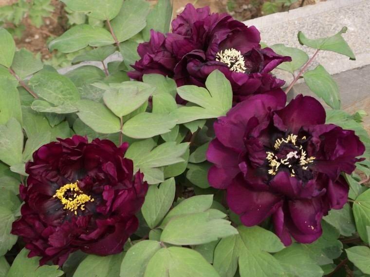 Пион рока Чёрный Тигр