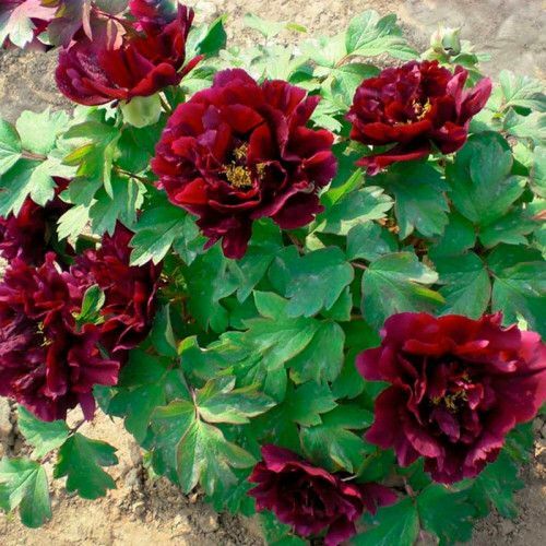 Пион древовидный Черный Лоск