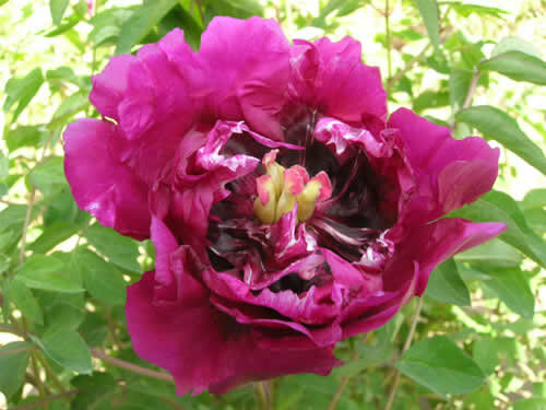 Пион рока Нефритовая Бусина В Пурпурной