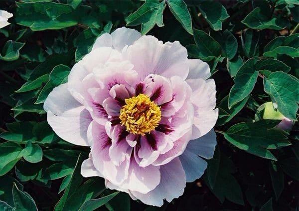 Пион древовидный Синий Сапфир