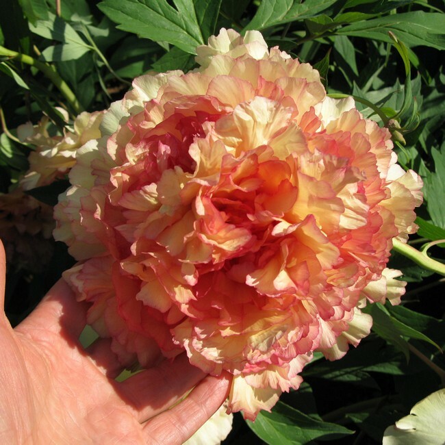 Пион древовидный Золотая Россыпь