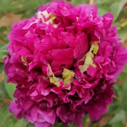 Пион древовидный Полёт Ласточки