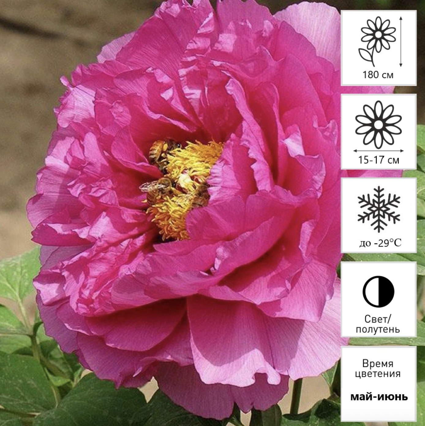 Пион рока Нефритовая Бусина В Пурпурной